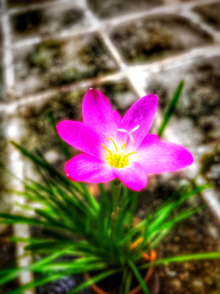 Flower Flora Plant Pink