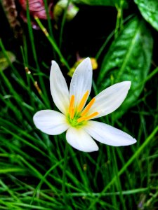 Flower Flora Plant Wildflower