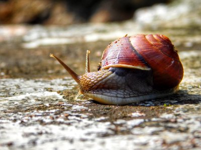Snails And Slugs Snail Slug Molluscs photo