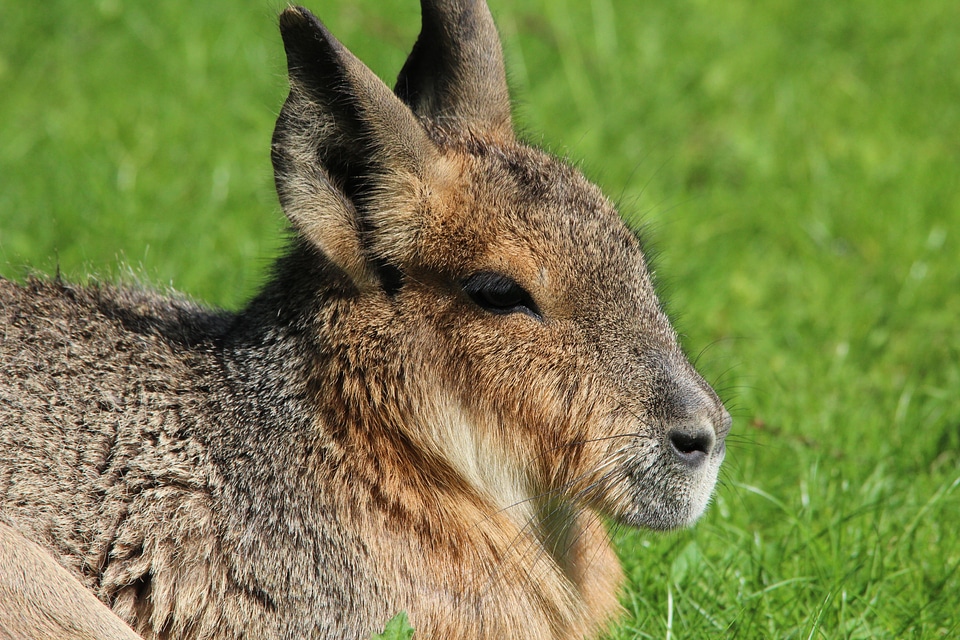 Patagonian mara large mara pampashase