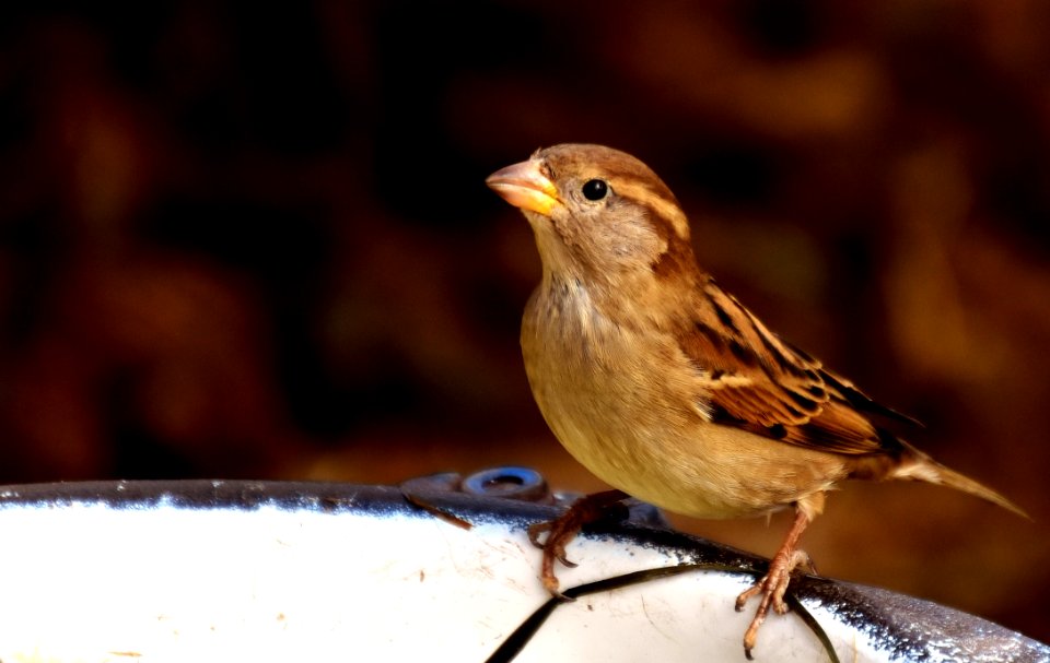 Bird Sparrow House Sparrow Fauna