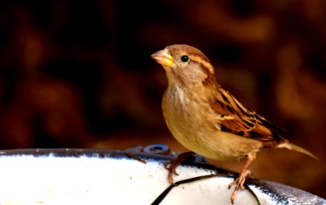 Bird Sparrow House Sparrow Fauna photo