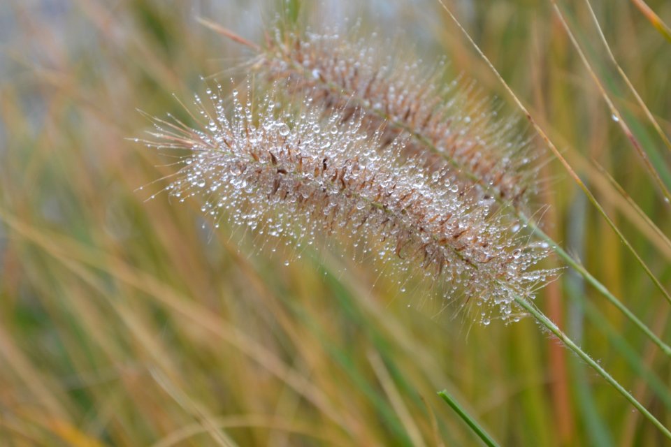 Grass Family Grass Flora Plant