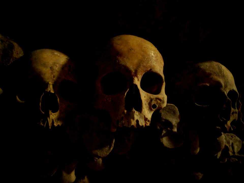 Bone Skull Still Life Still Life Photography