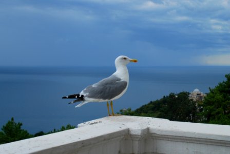 Bird Gull Seabird Beak