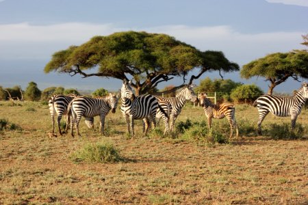 Wildlife Grassland Ecosystem Zebra photo