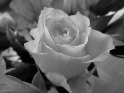 Rose Rose Family Flower White photo