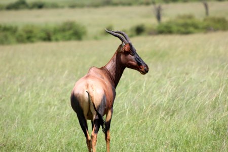 Wildlife Grassland Horn Fauna photo