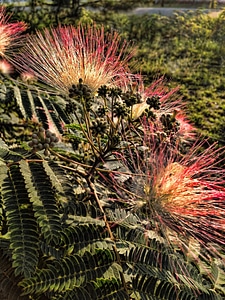 Rural wildflower flower
