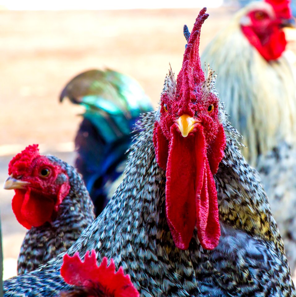 Chicken Rooster Galliformes Beak