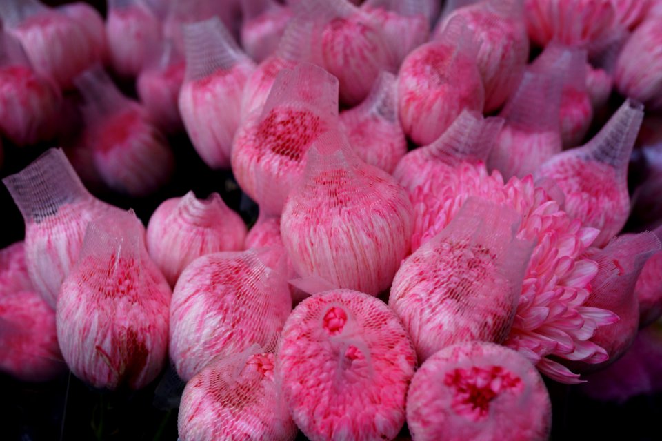 Flower Pink Plant Flowering Plant