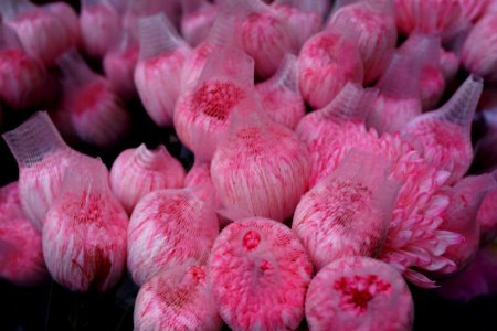 Flower Pink Plant Flowering Plant