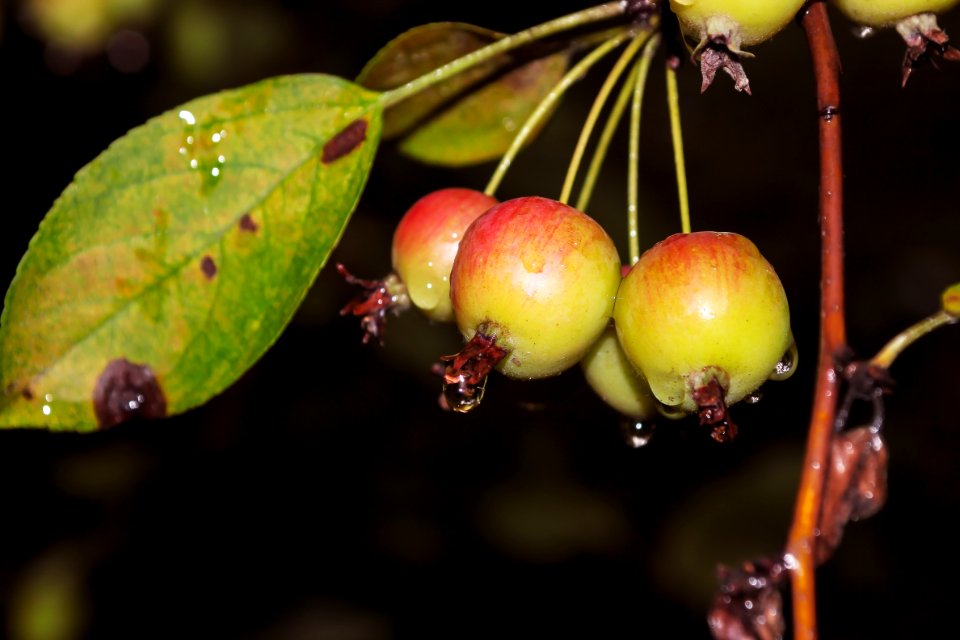 Fruit Branch Close Up Cherry