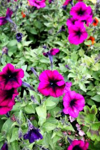 Flower Plant Purple Violet Family