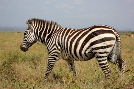 Terrestrial Animal Wildlife Zebra Grassland photo