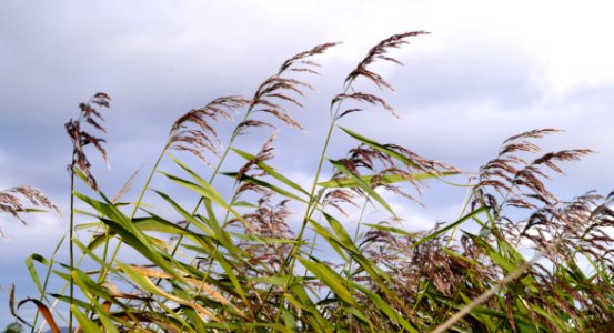 Plant Phragmites Grass Family Sky photo
