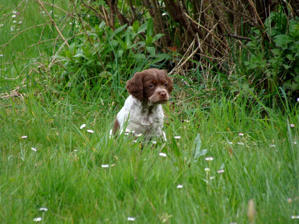 Dog Like Mammal Small Mnsterlnder Dog Grass