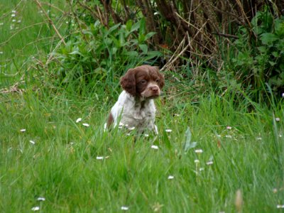 Dog Like Mammal Small Mnsterlnder Dog Grass