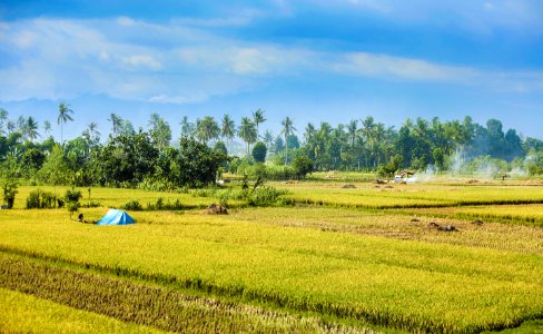 Paddy Field Field Agriculture Grassland photo