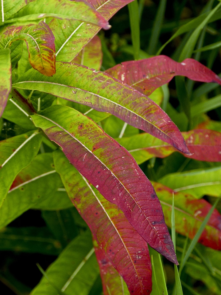 Brush forest red leaf