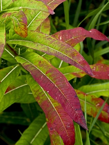 Brush forest red leaf