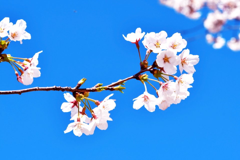 Blossom Blue Flower Sky