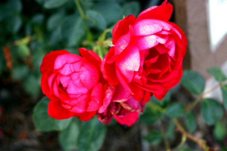 Flower Rose Rose Family Flowering Plant
