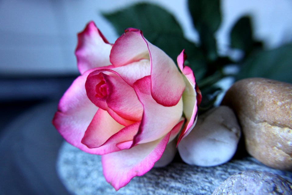 Flower Pink Rose Plant