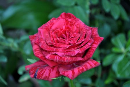 Flower Rose Rose Family Floribunda