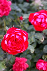 Rose Flower Rose Family Garden Roses