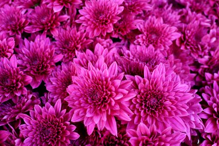 Flower Pink Purple Plant