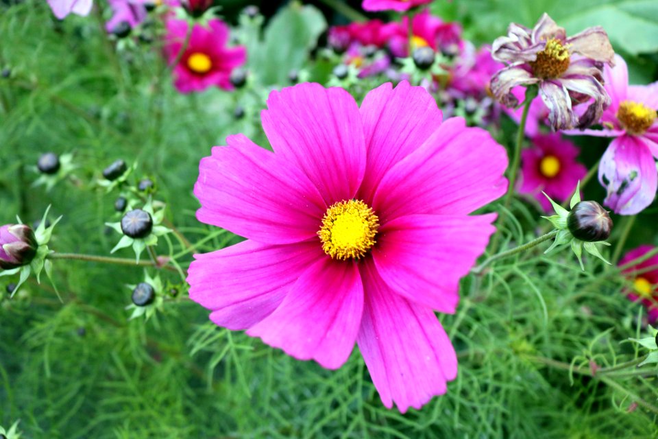 Flower Garden Cosmos Plant Flowering Plant