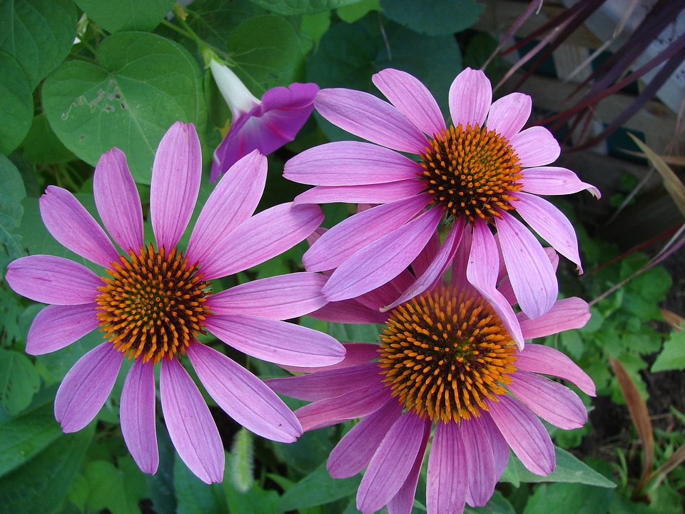 Garden plant nature