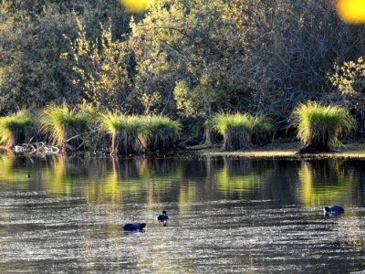 Water Reflection Nature Waterway