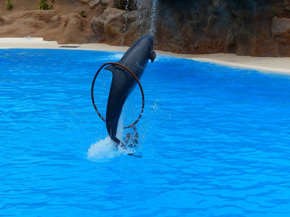 Jump through artistry dolphin show