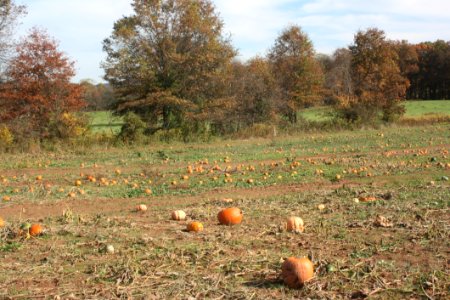 Ecosystem Field Farm Shrubland