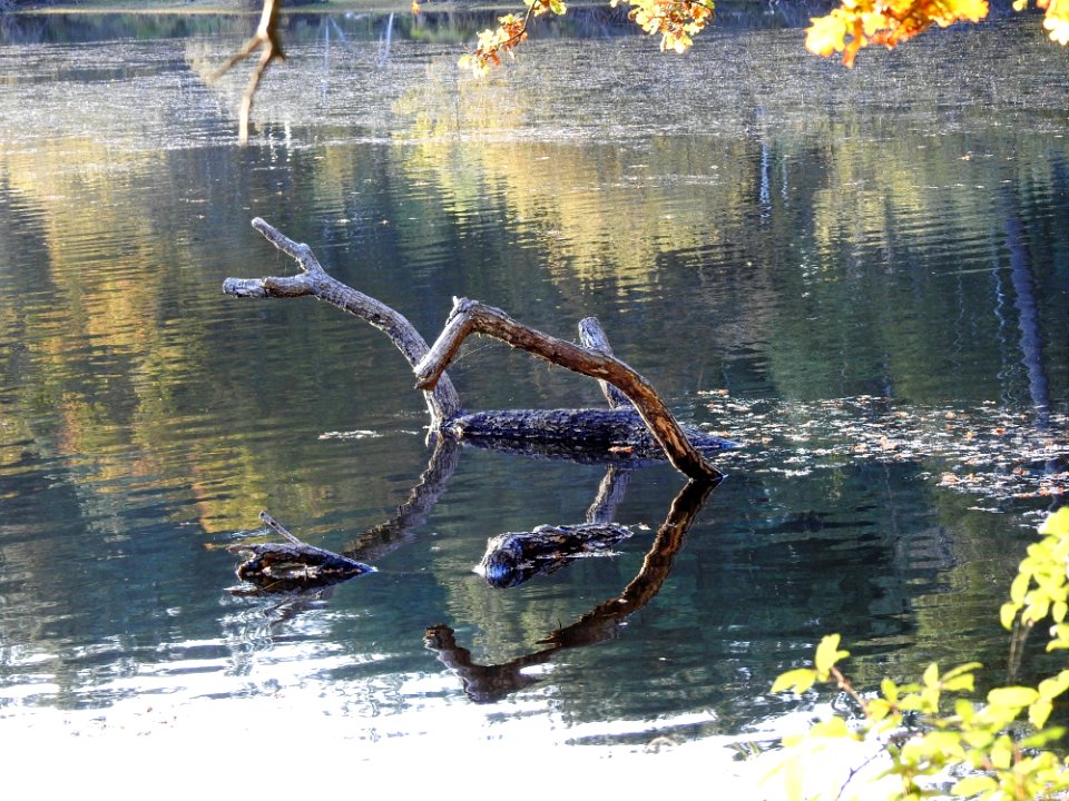 Reflection Water Pond Fauna