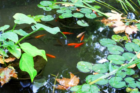 Fish Pond Water Pond Body Of Water photo