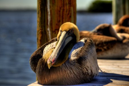 Pelican Beak Fauna Seabird