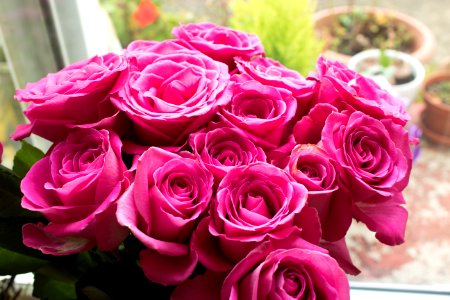 Flower Rose Garden Roses Pink