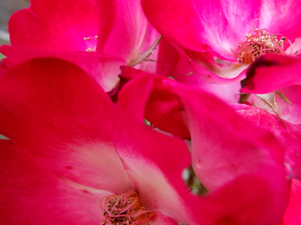 Flower Pink Petal Close Up
