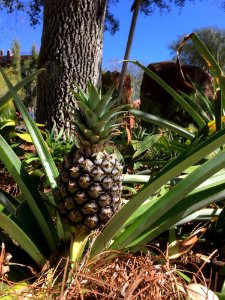 Plant Ananas Arecales Pineapple photo