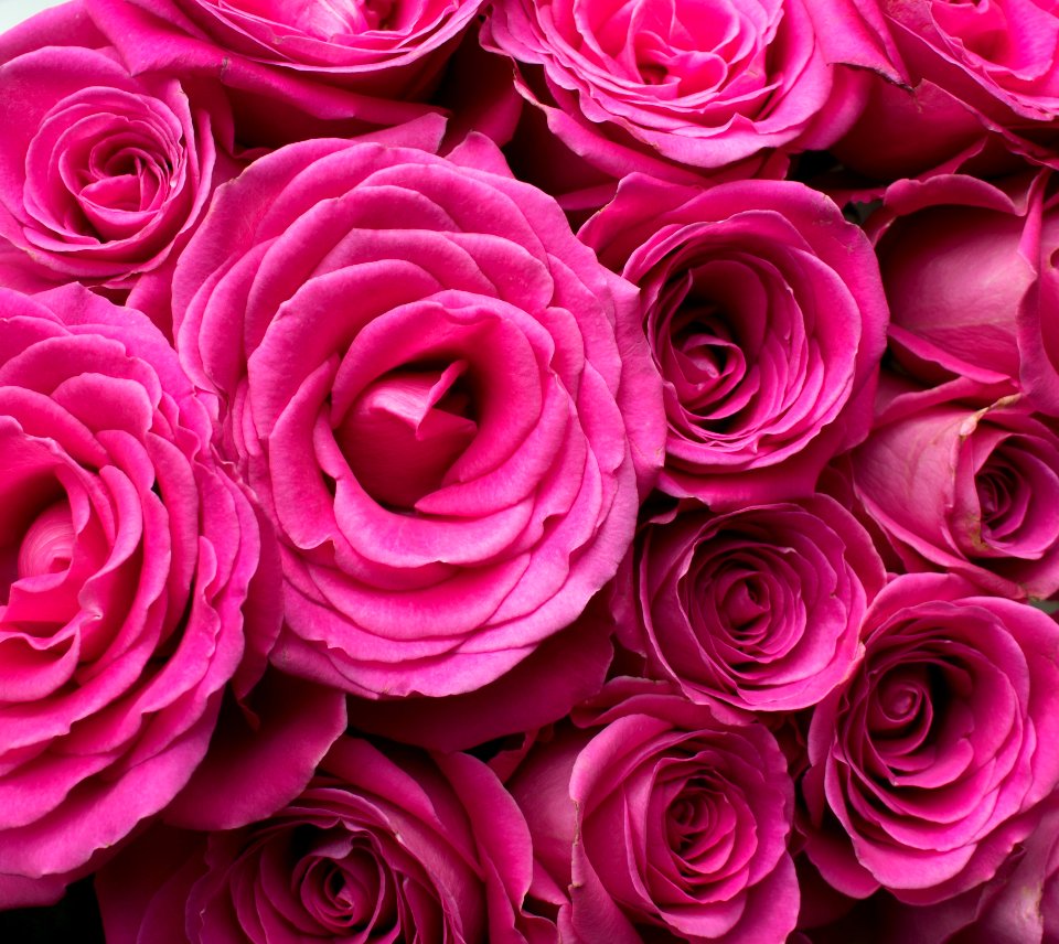 Rose Flower Garden Roses Pink