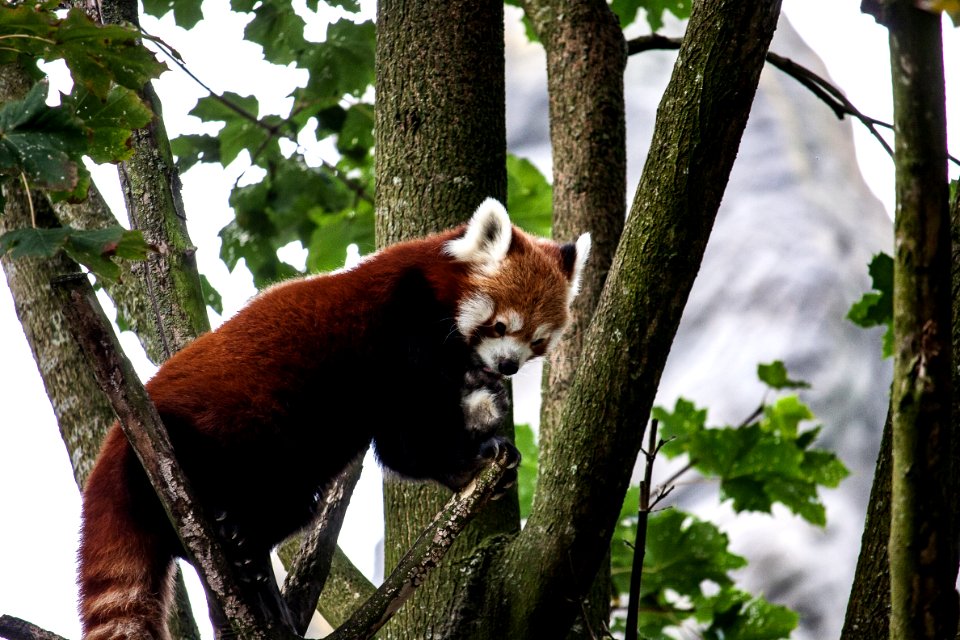 Red Panda Mammal Fauna Tree