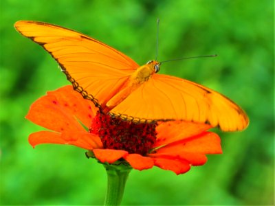 Butterfly Insect Lycaenid Moths And Butterflies photo