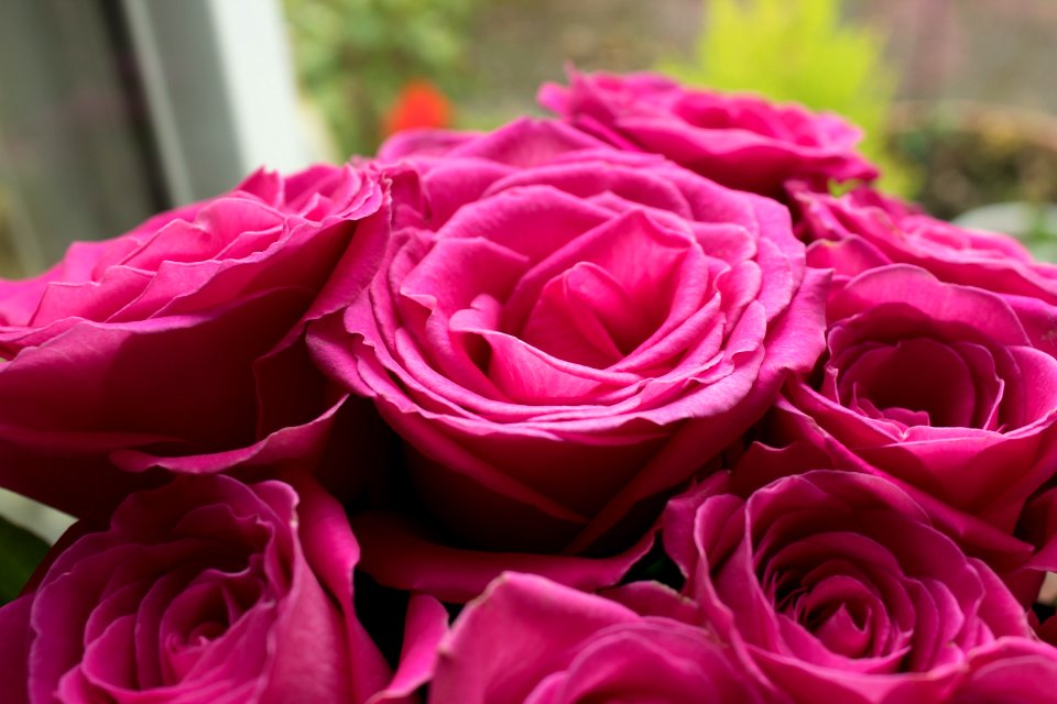 Rose Flower Rose Family Garden Roses