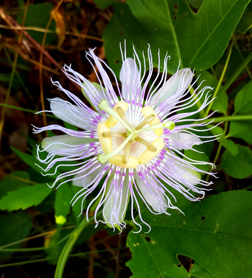 Flower Passion Flower Passion Flower Family Purple Passionflower