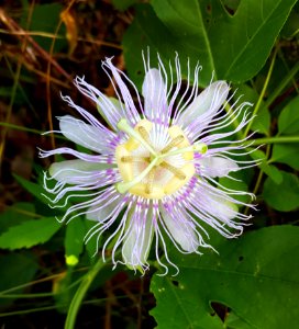 Flower Passion Flower Passion Flower Family Purple Passionflower