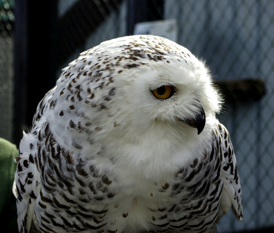 Owl Beak Bird Of Prey Bird