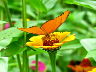 Flower Insect Butterfly Nectar photo